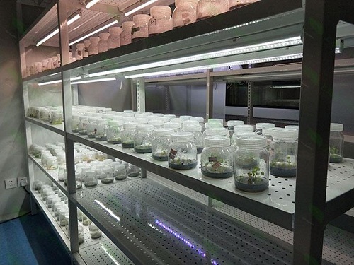 红河植物组织培养实验室设计建设方案